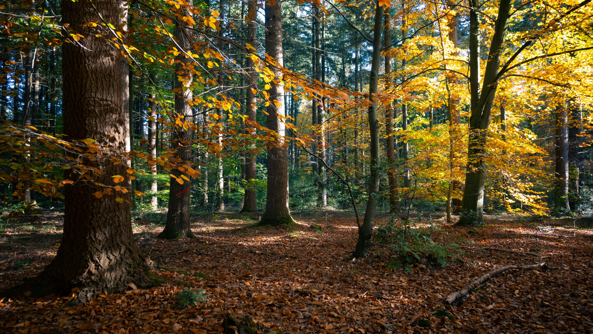 Forstamt Westerschouwen