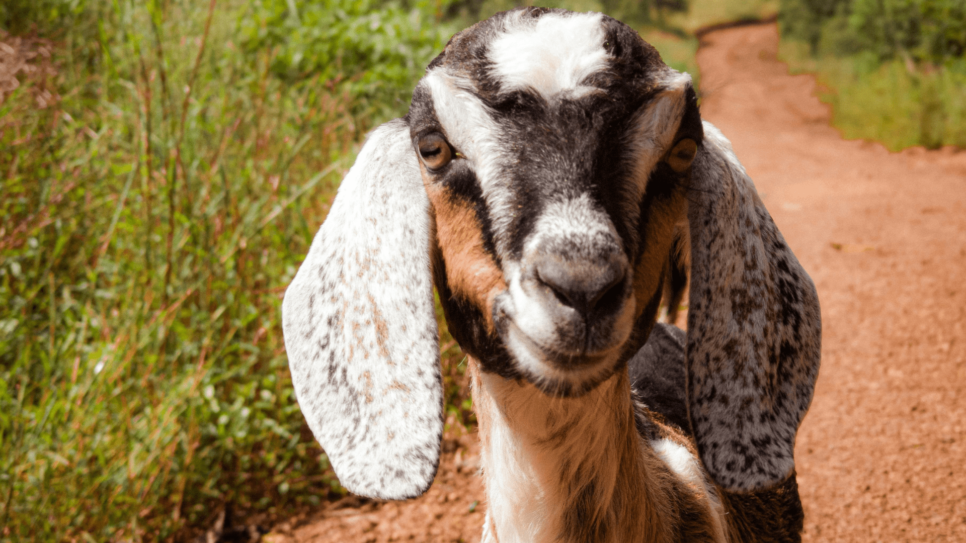 Ziegenfarm De Mèkkerstee