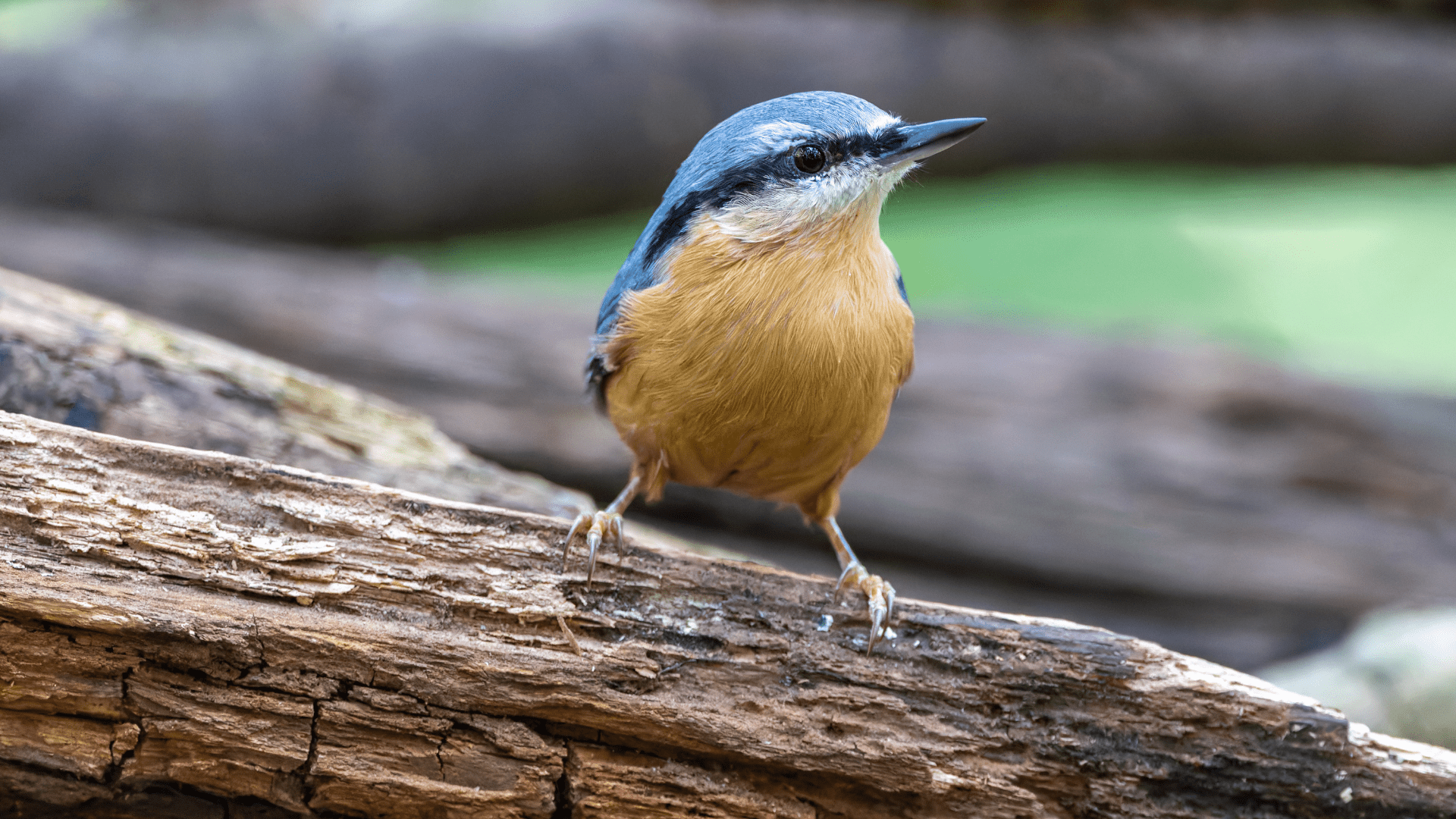 Vogelobservatorium Tij